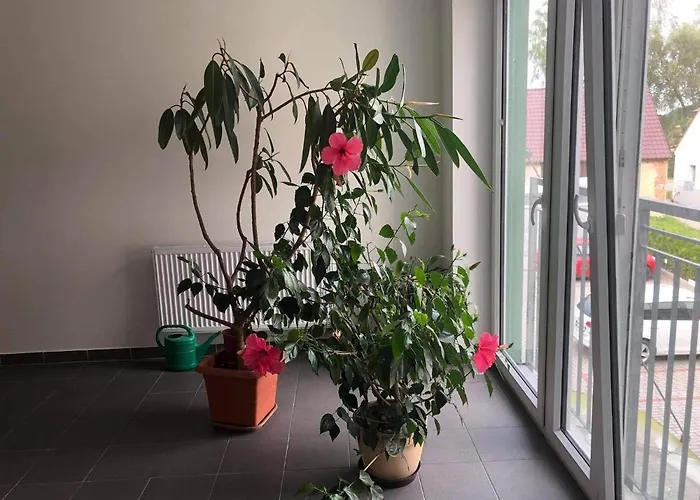 Apartman Na Lukach - Kopretina