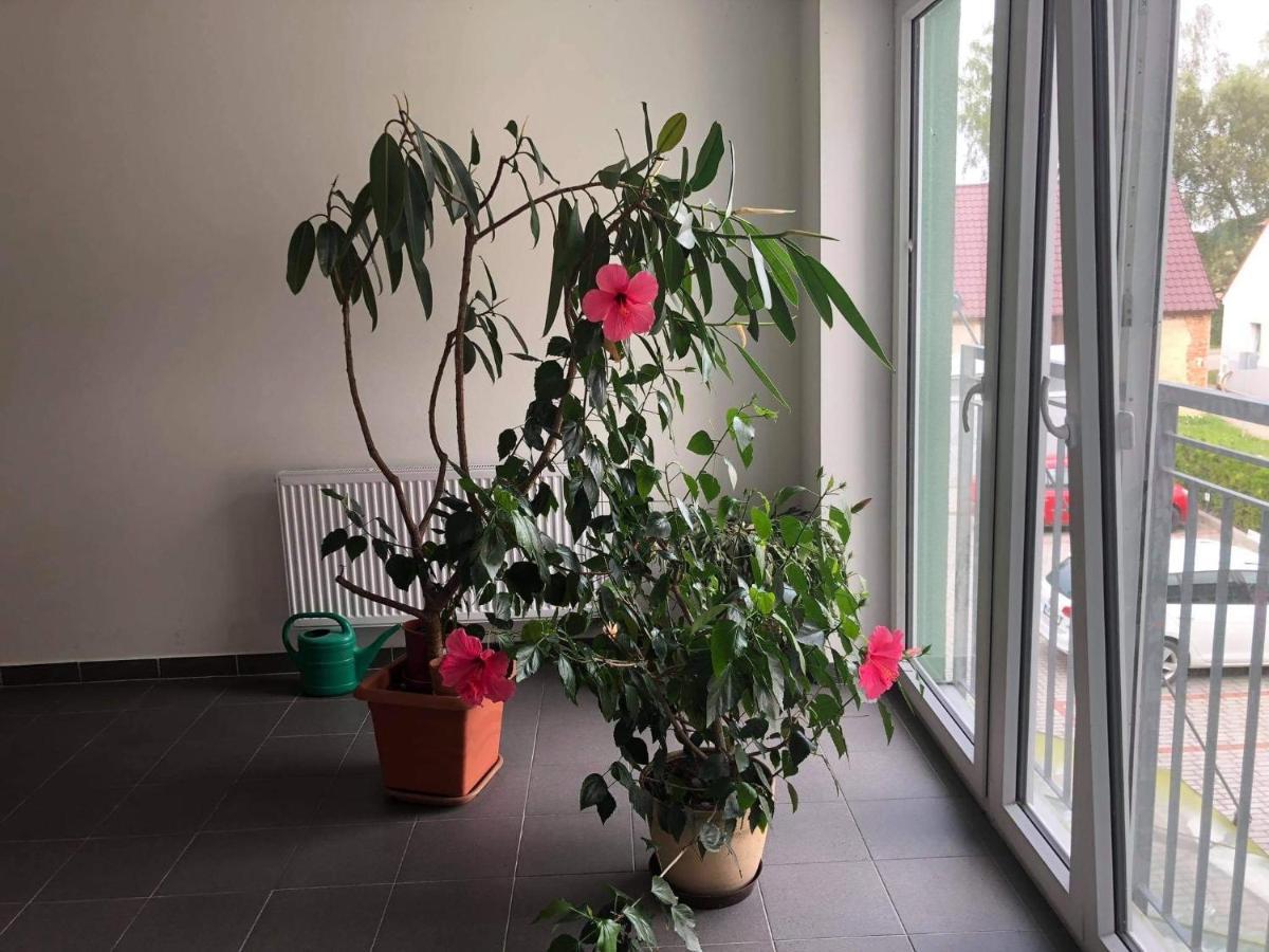 Na Lukach - Kopretina Apartment Třeboň